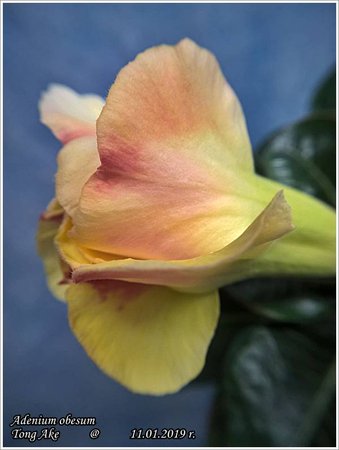 Adenium obesum Tong Ake WP_20190111_13_31_22.jpg