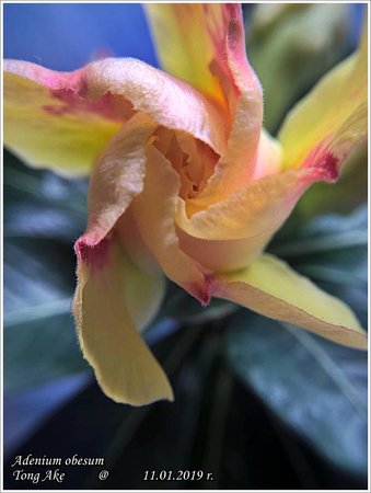 Adenium obesum Tong Ake WP_20190111_13_37_13.jpg