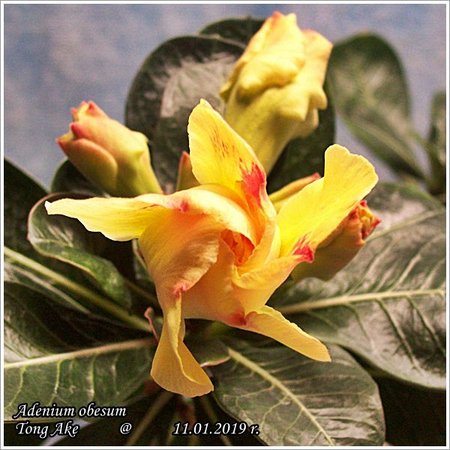 Adenium obesum Tong Ake 11.01.2019 011.jpg