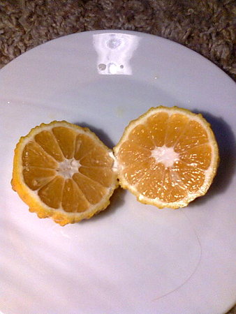 owoc---Citrus aurantium canaliculata=Pomarańcza gorzka=Pomarańcza kwaśna.jpg