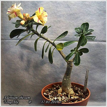 Adenium obesum Tong Ake 17.01.2019 015.jpg