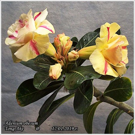 Adenium obesum Tong Ake 17.01.2019 013_0.jpg