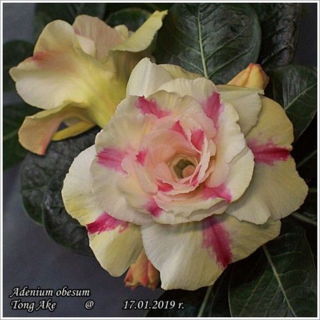 Adenium obesum Tong Ake 17.01.2019 003.jpg