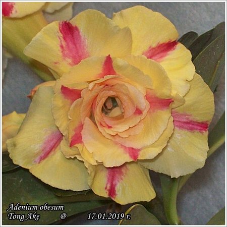 Adenium obesum Tong Ake 17.01.2019 006_1.jpg