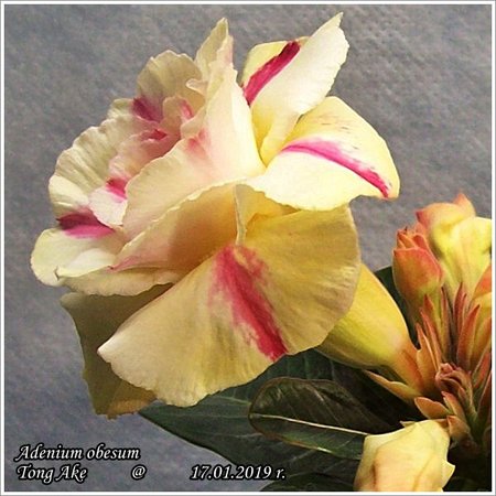 Adenium obesum Tong Ake 17.01.2019 013_1.jpg