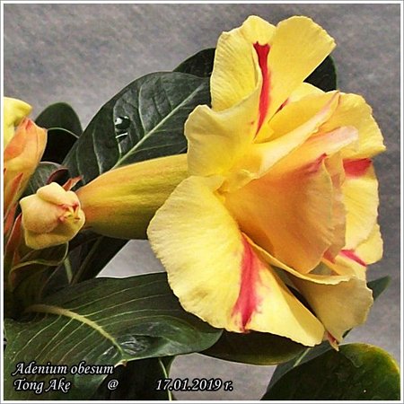 Adenium obesum Tong Ake 17.01.2019 013_2.jpg