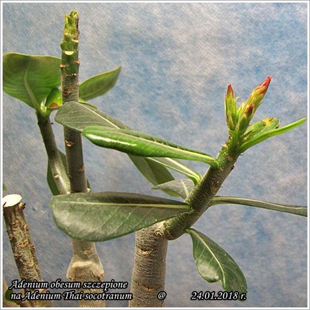 Adenium Thai socotranum szczepione obesum 24.01.2018 003.jpg