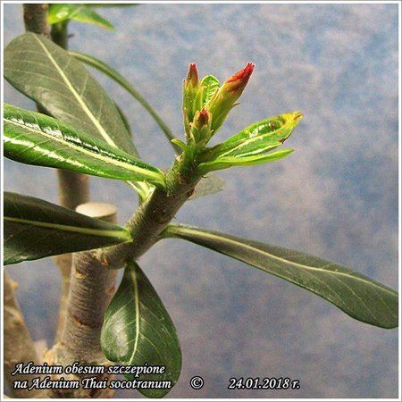 Adenium obesum szczepione na Adenium Thai socotranum 24.01.2018.jpg