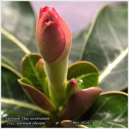 Adenium Thai socotranum - szczepione WP_20190123_12_48_42.jpg