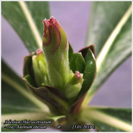 Adenium obesum - szczepione WP_20190123_12_49_15.jpg