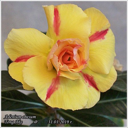 Adenium  obesum Tong Ake 31.01.2019 003.jpg