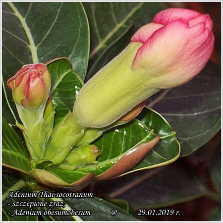 Adenium  obesum 29.01.2019 004_b.jpg