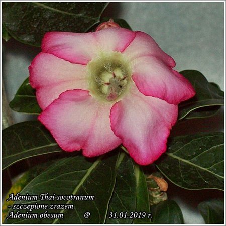 Adenium  obesum Thai socotranum szczepione 31.01.2019 005.jpg