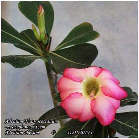 Adenium  obesum Thai socotranum szczepione 31.01.2019 007.jpg