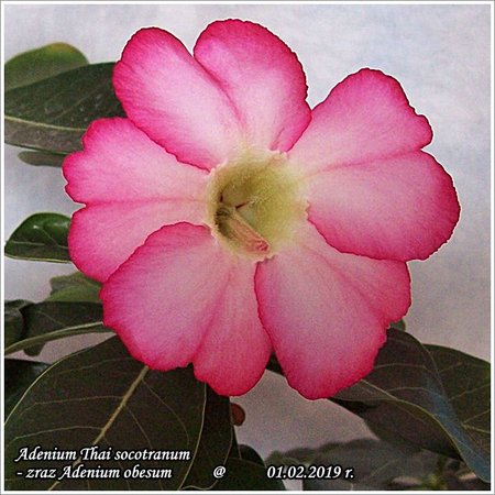 Adenium Thai socotranum - zraz Adenium obesum 01.02.2019 006.jpg