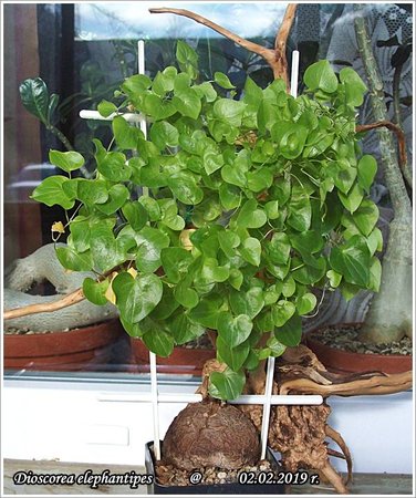 Dioscorea elephantipes 02.02.2019 004.jpg