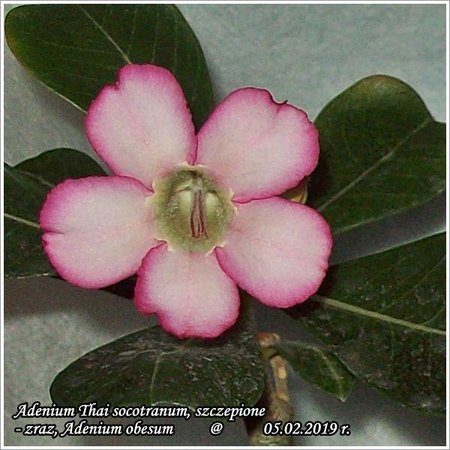 Adenium Thai socotranum - szczepione 05.02.2019 002_3.jpg