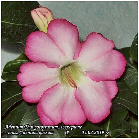 Adenium Thai socotranum - szczepione 05.02.2019 002_2.jpg