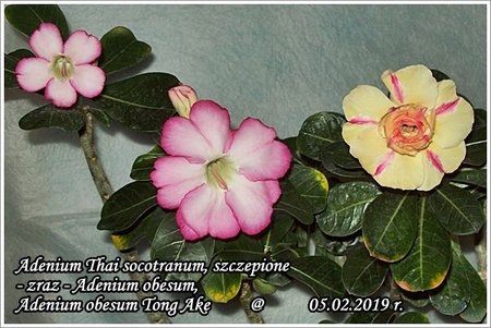 Adenium Thai socotranum - szczepione 05.02.2019 002_1.jpg