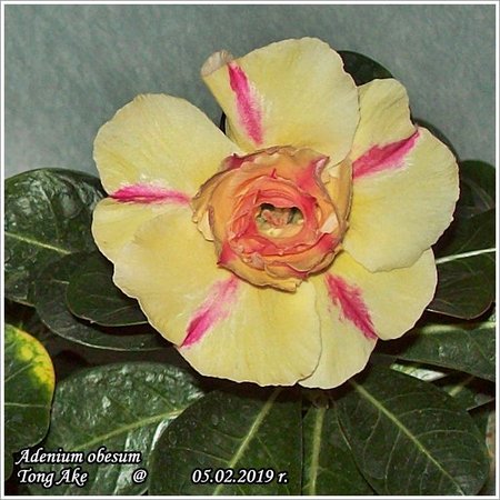 Adenium Thai socotranum - szczepione 05.02.2019 002.jpg