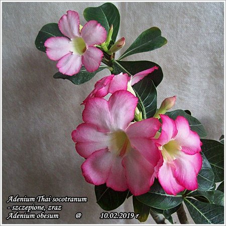 Adenium  Thai socotranum szczepione 10.02.2019 011.jpg