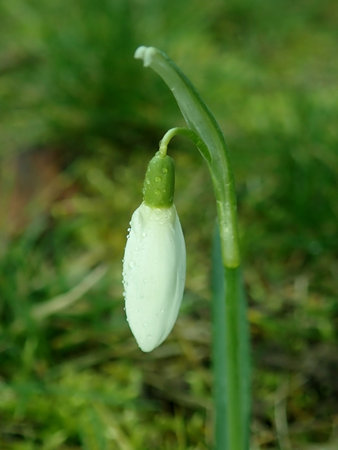 01 Galanthus nivalis 2019-02-13 5612.JPG