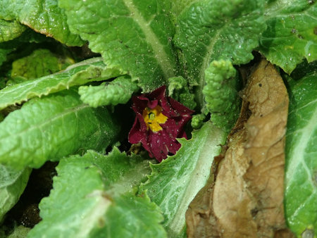 03 Primula elatior 2019-02-13 5651.JPG