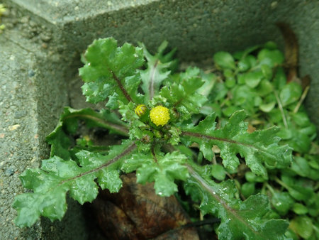 04 Senecio vulgaris 2019-02-13 5662.JPG