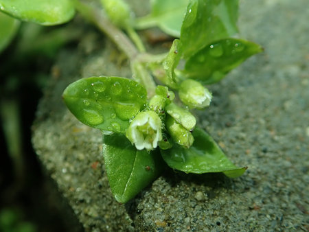 05 Stellaria media 2019-02-13 5664.JPG