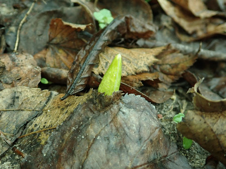 06 Allium 2019-02-13 5658.JPG