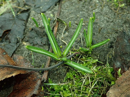 09 Ornithogalum umbellatum 2019-02-13 5614.JPG