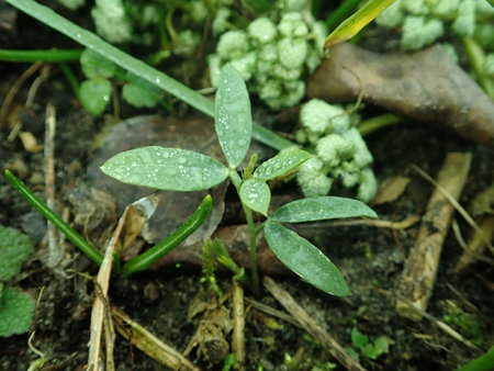 10 Lathyrus latifolius 2019-02-13 5637.JPG