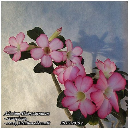 Adenium Thai socotranum_szczepione 19.02.2019 003.jpg