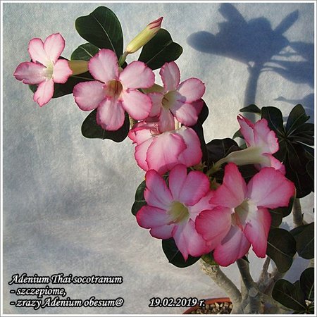 Adenium Thai socotranum_szczepione 19.02.2019 006.jpg