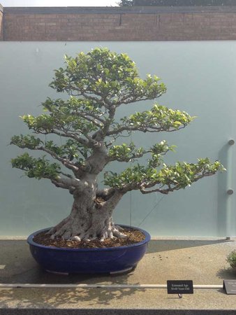 bonsai2.jpg