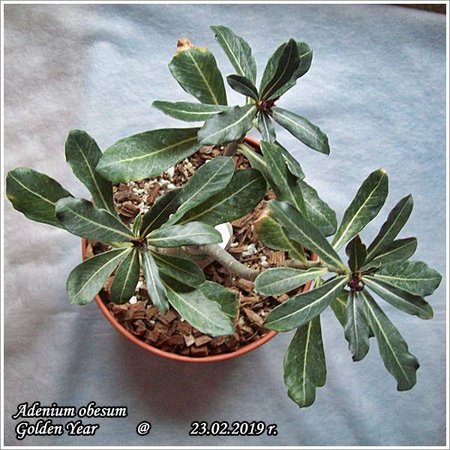 Adenium obesum Golden Year 23.02.2019 003.jpg