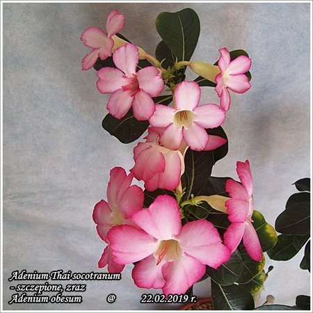 Adenium Thai socotranum_szczepione 22.02.2019 006.jpg