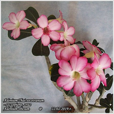 Adenium Thai socotranum_szczepione 22.02.2019 007.jpg