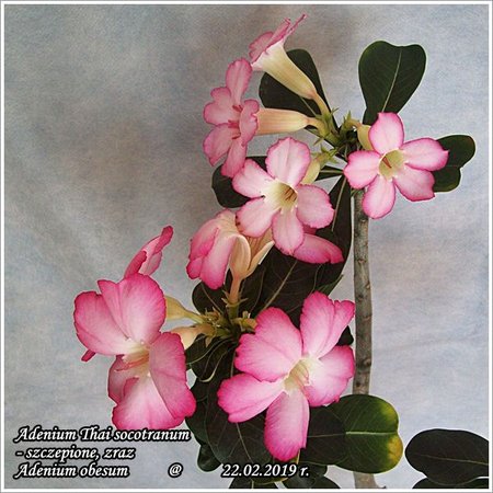 Adenium Thai socotranum_szczepione 22.02.2019 008.jpg