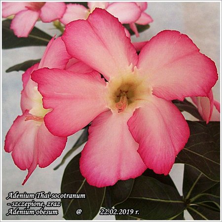 Adenium Thai socotranum_szczepione 22.02.2019 009.jpg