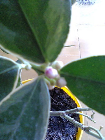 Citrus Limon Foliis Variegatis - Cytryna arbuzowata pąki kwiatowe.jpg