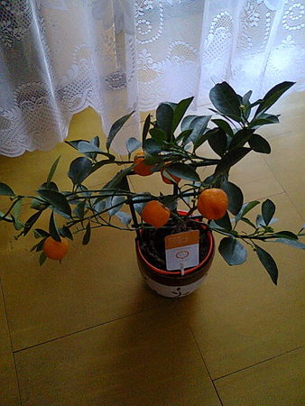 Kalamondyna-Citrus mitis.jpg
