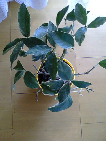 Citrus  Limon Foliis Variegatis - Cytryna arbuzowata.jpg