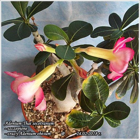 Adenium obesum 24.03.2018 010.jpg