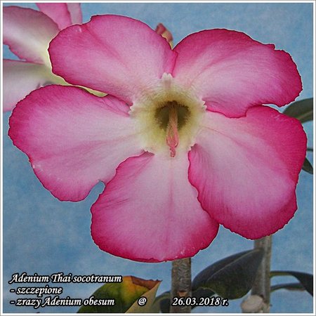 Adenium obesum 26.03.2018 013.jpg