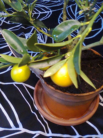 Kumquat owoce.jpg