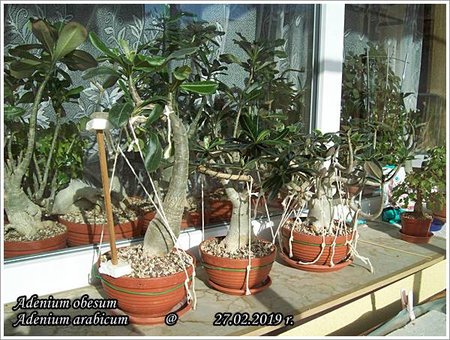 Adenium obesum 27.02.2019 006.jpg