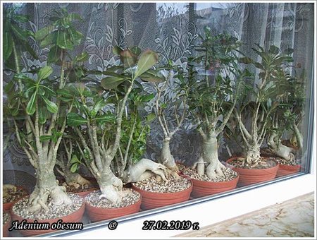 Adenium obesum 27.02.2019 004.jpg