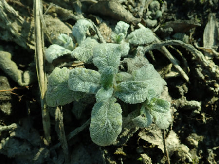 Stachys byzatina 2019-02-27 6214.JPG