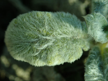 Stachys byzatina 2019-02-27 6216.JPG